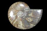 Lot: kg Iridescent, Red Flash Ammonites (-) - Pieces #82486-1